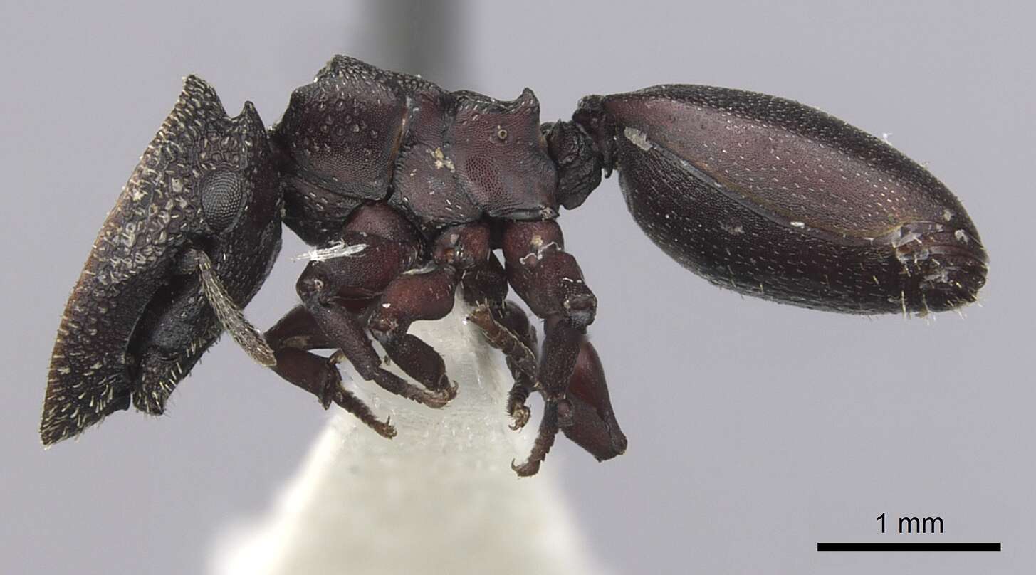 Image of Cephalotes jamaicensis (Forel 1922)