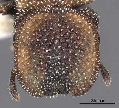 Image of Cephalotes kukulcan Snelling 1999