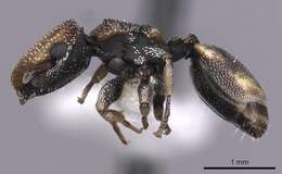 Cephalotes kukulcan Snelling 1999 resmi