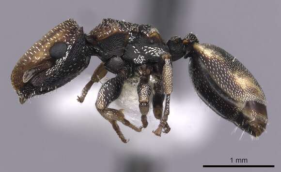 Image of Cephalotes kukulcan Snelling 1999