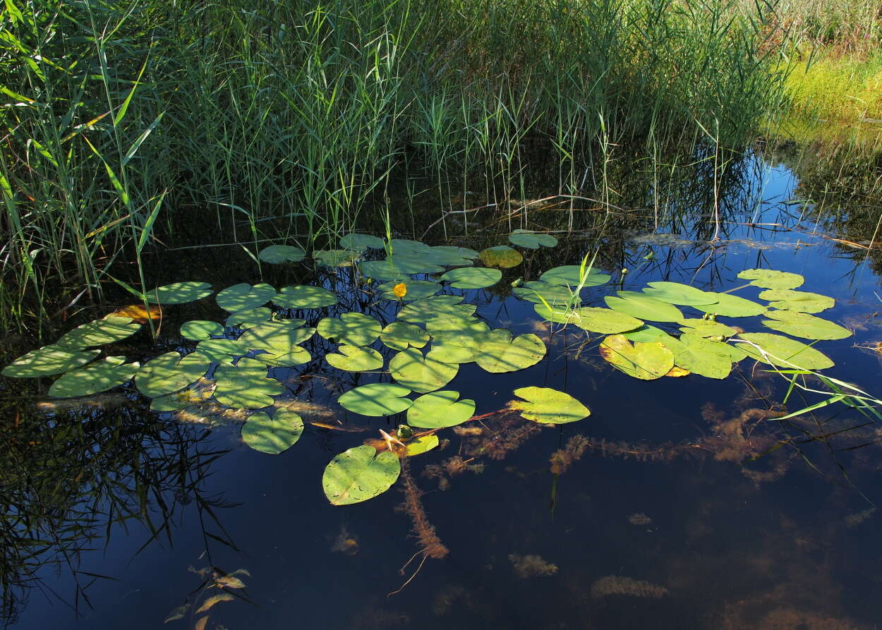 Image of Yellow Water-lily