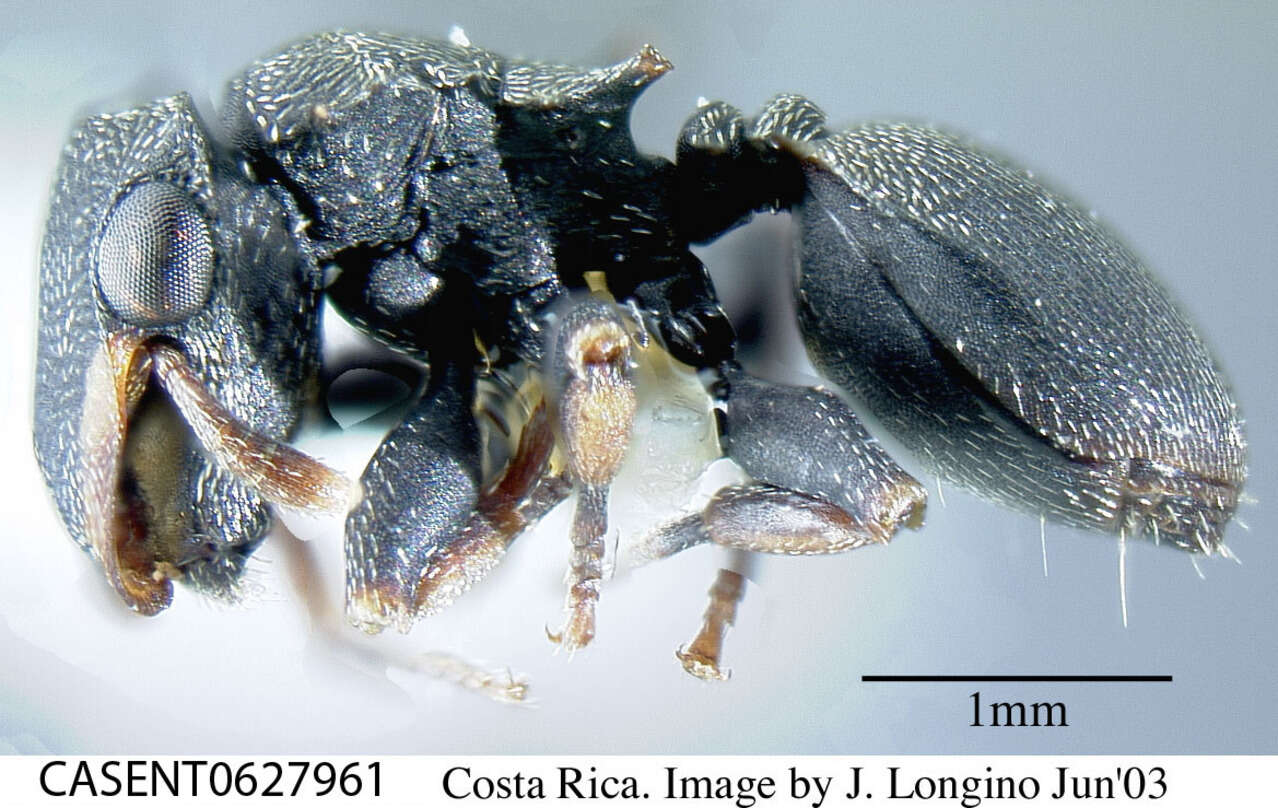 Cephalotes resmi