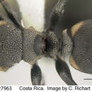 Cephalotes multispinosus (Norton 1868) resmi