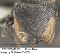 Cephalotes multispinosus (Norton 1868) resmi