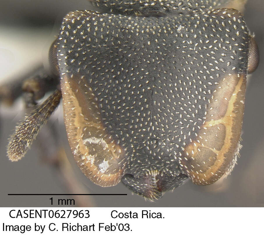 Cephalotes multispinosus (Norton 1868) resmi