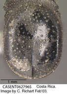 Image of Cephalotes pallens (Klug 1824)