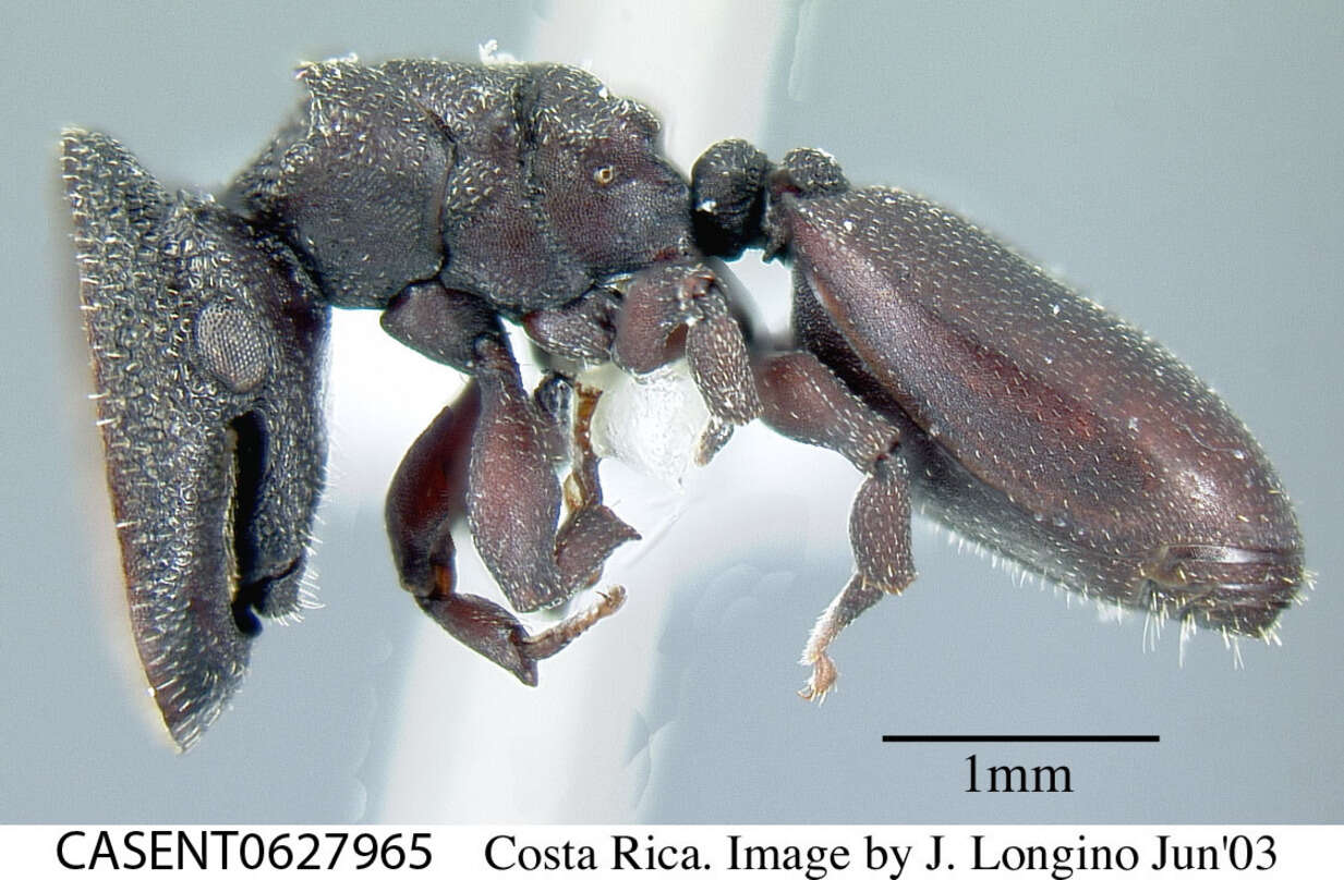 Image of Cephalotes pallens (Klug 1824)