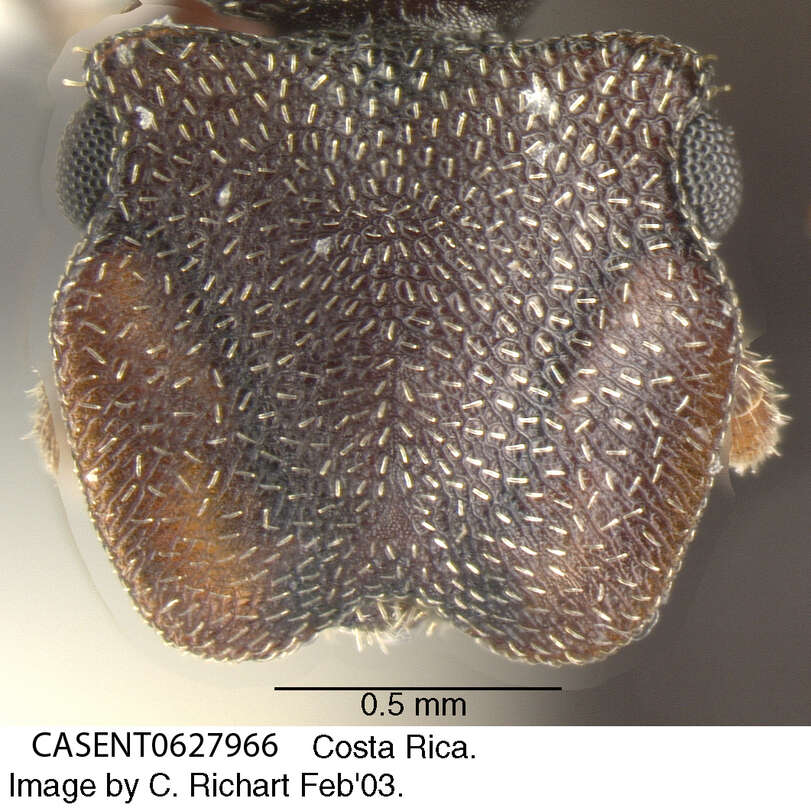 Image of Cephalotes pallens (Klug 1824)