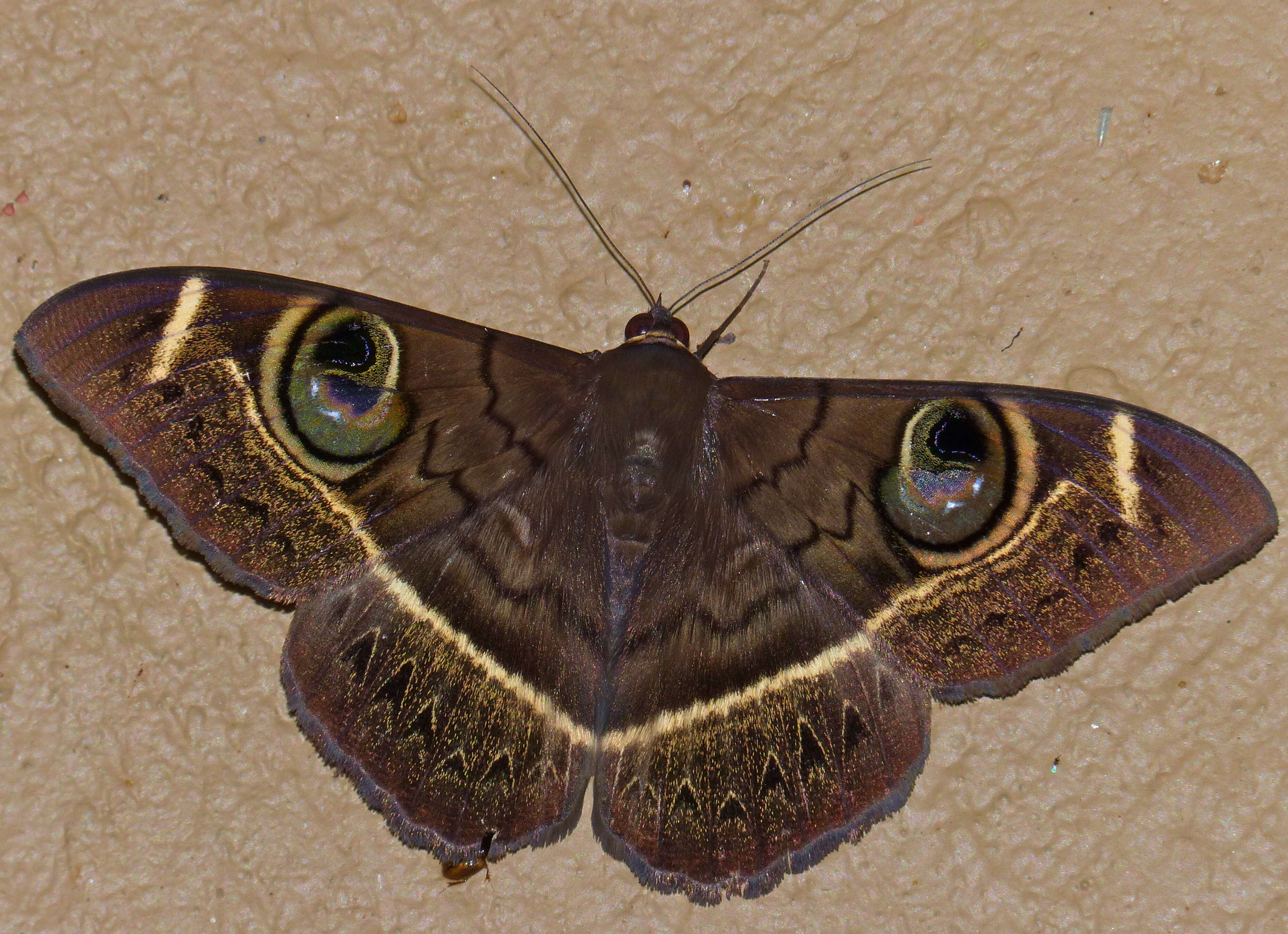 Image of Cyligramma latona Cramer 1779