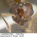 Image of Crematogaster carinata Mayr 1862