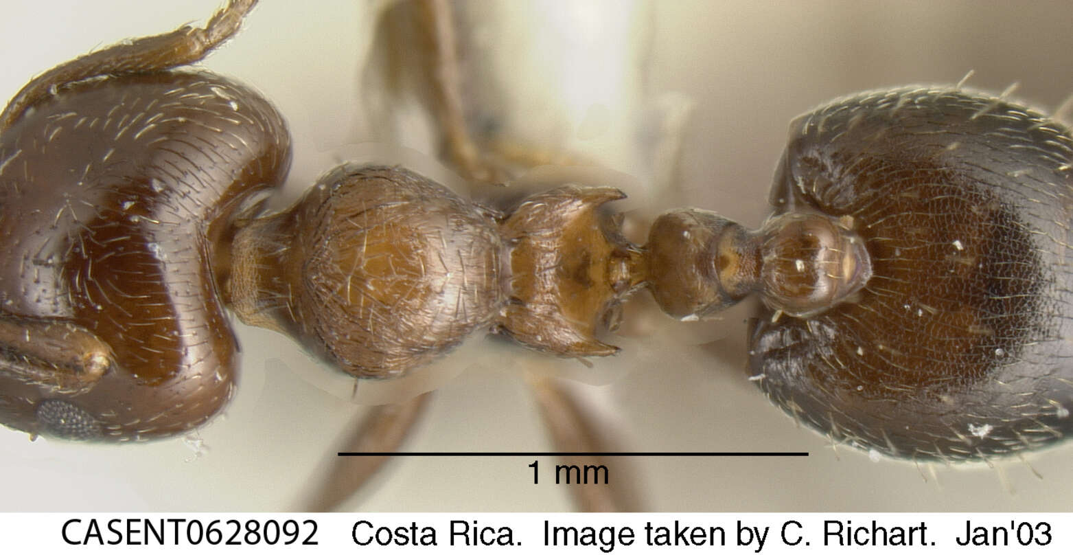 Image of Crematogaster crinosa Mayr 1862