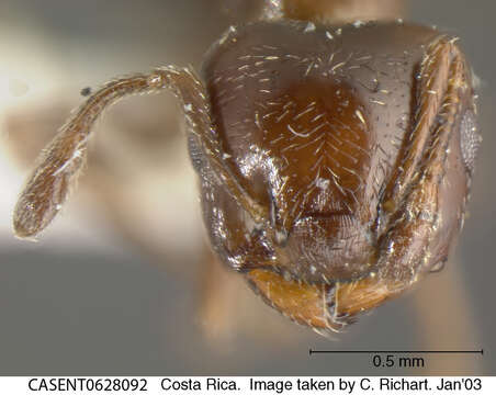 صورة Crematogaster crinosa Mayr 1862