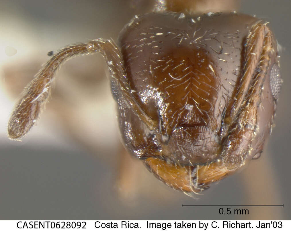 Image of Crematogaster crinosa Mayr 1862