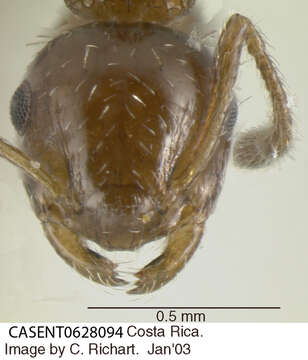 Crematogaster resmi