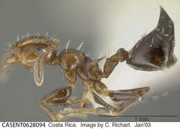 Image de Crematogaster