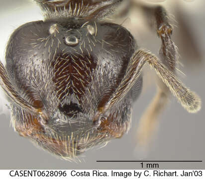 Слика од Crematogaster erecta Mayr 1866