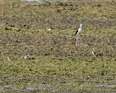 Image of Black-necked Stilt