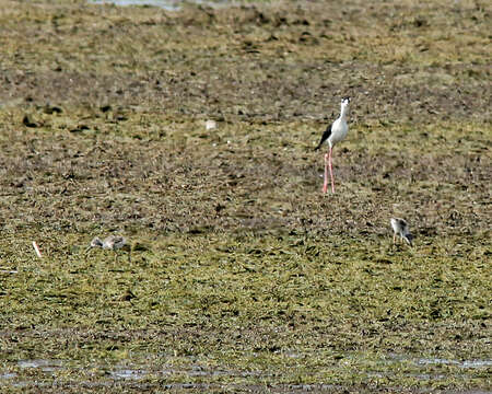 Image of Black-necked Stilt