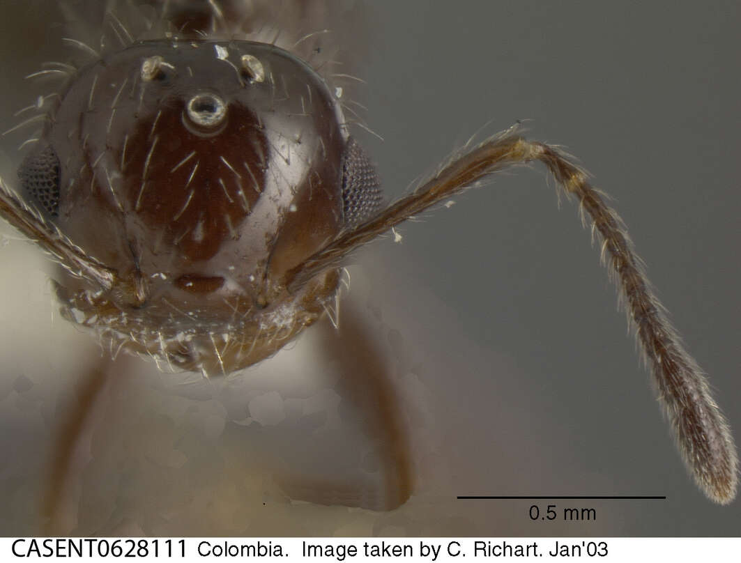 Image of Crematogaster montezumia Smith 1858