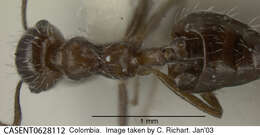 Image of Crematogaster montezumia Smith 1858