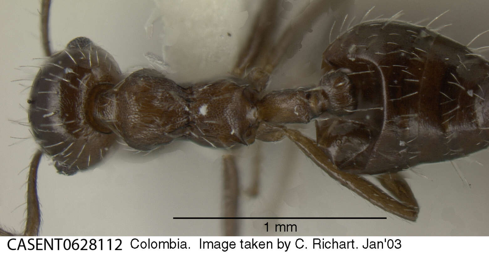 Image of Crematogaster montezumia Smith 1858