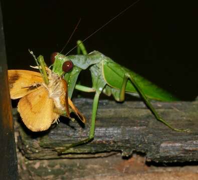 Image of African mantis