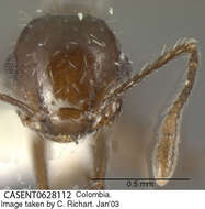 Image of Crematogaster montezumia Smith 1858