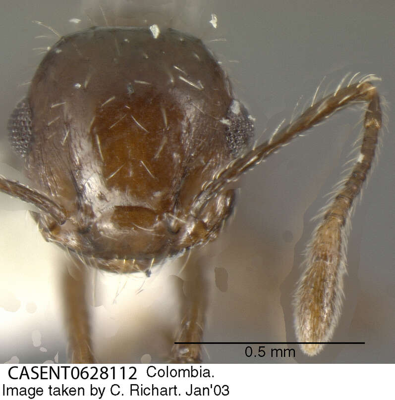 Image of Crematogaster montezumia Smith 1858