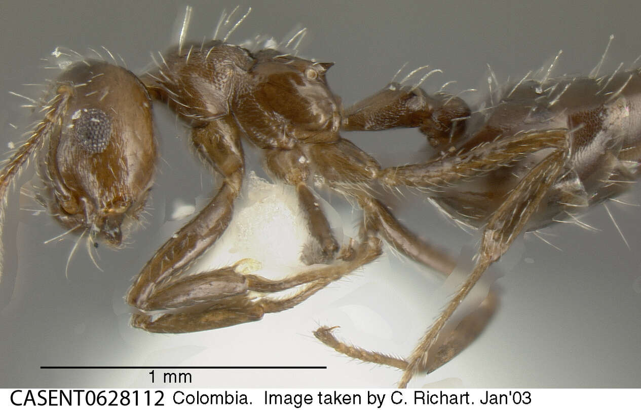 Image of Crematogaster montezumia Smith 1858