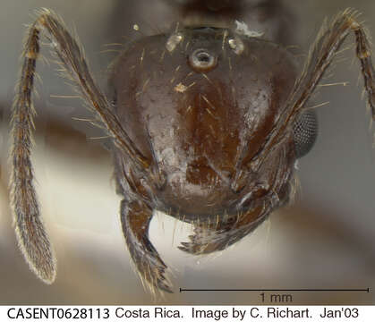 Image of Crematogaster nigropilosa Mayr 1870