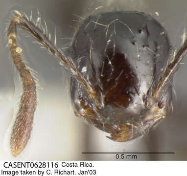 Sivun <i>Crematogaster raptor</i> Longino kuva