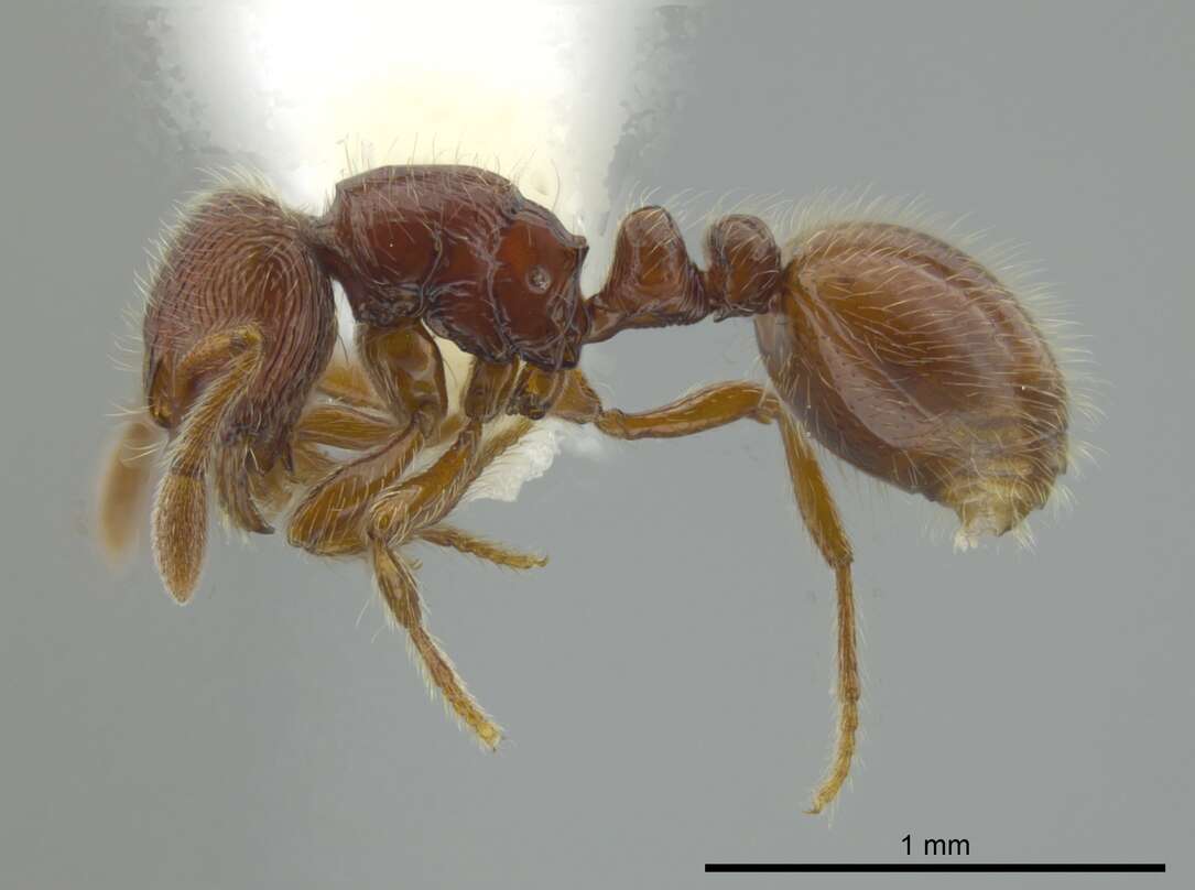 Image of <i>Adelomyrmex coco</i>