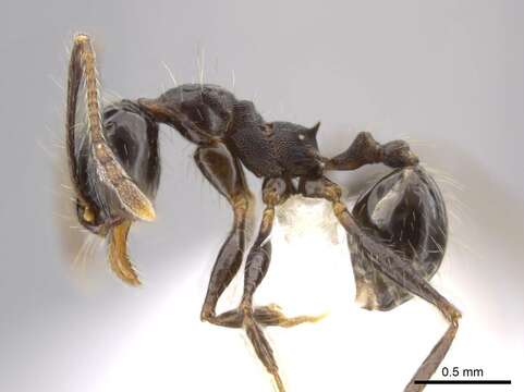 Image of <i>Pheidole guerrerana</i>