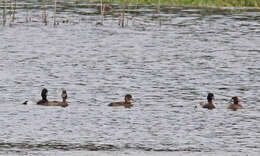 Image of Lesser Scaup