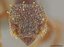 Image of Myrmicinae