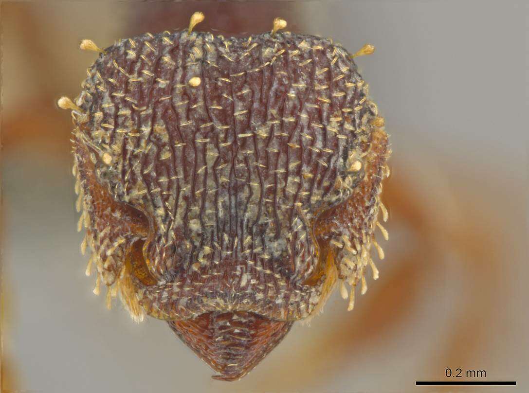 Image of Myrmicinae