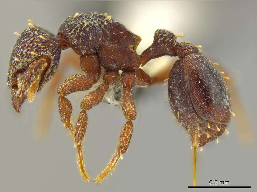 Image of Myrmicinae