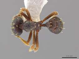 Image of <i>Eurhopalothrix mabuya</i>