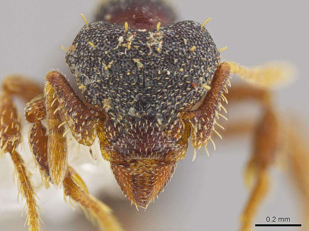 Image of <i>Eurhopalothrix mabuya</i>