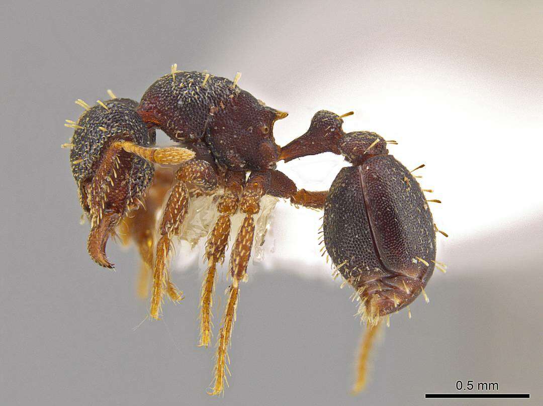 Image of <i>Eurhopalothrix mabuya</i>