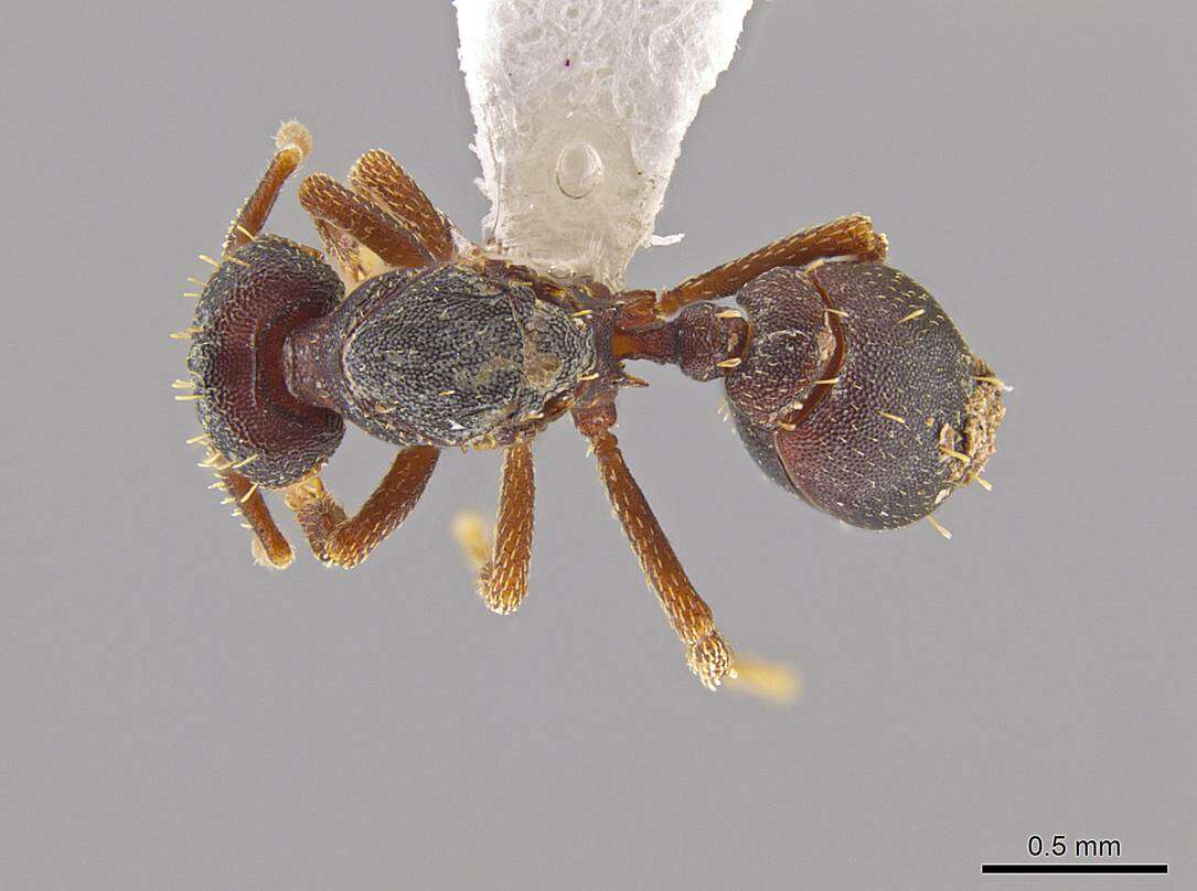 Image of <i>Eurhopalothrix mabuya</i>