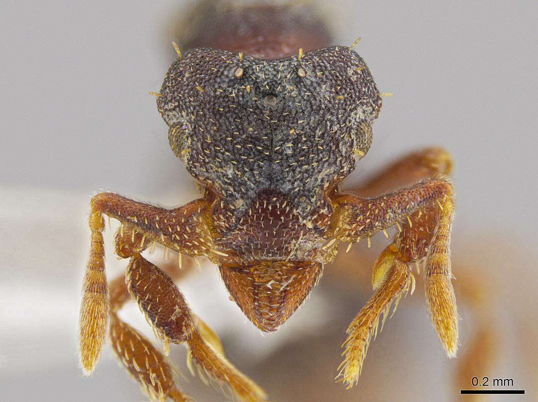 Image of <i>Eurhopalothrix mabuya</i>