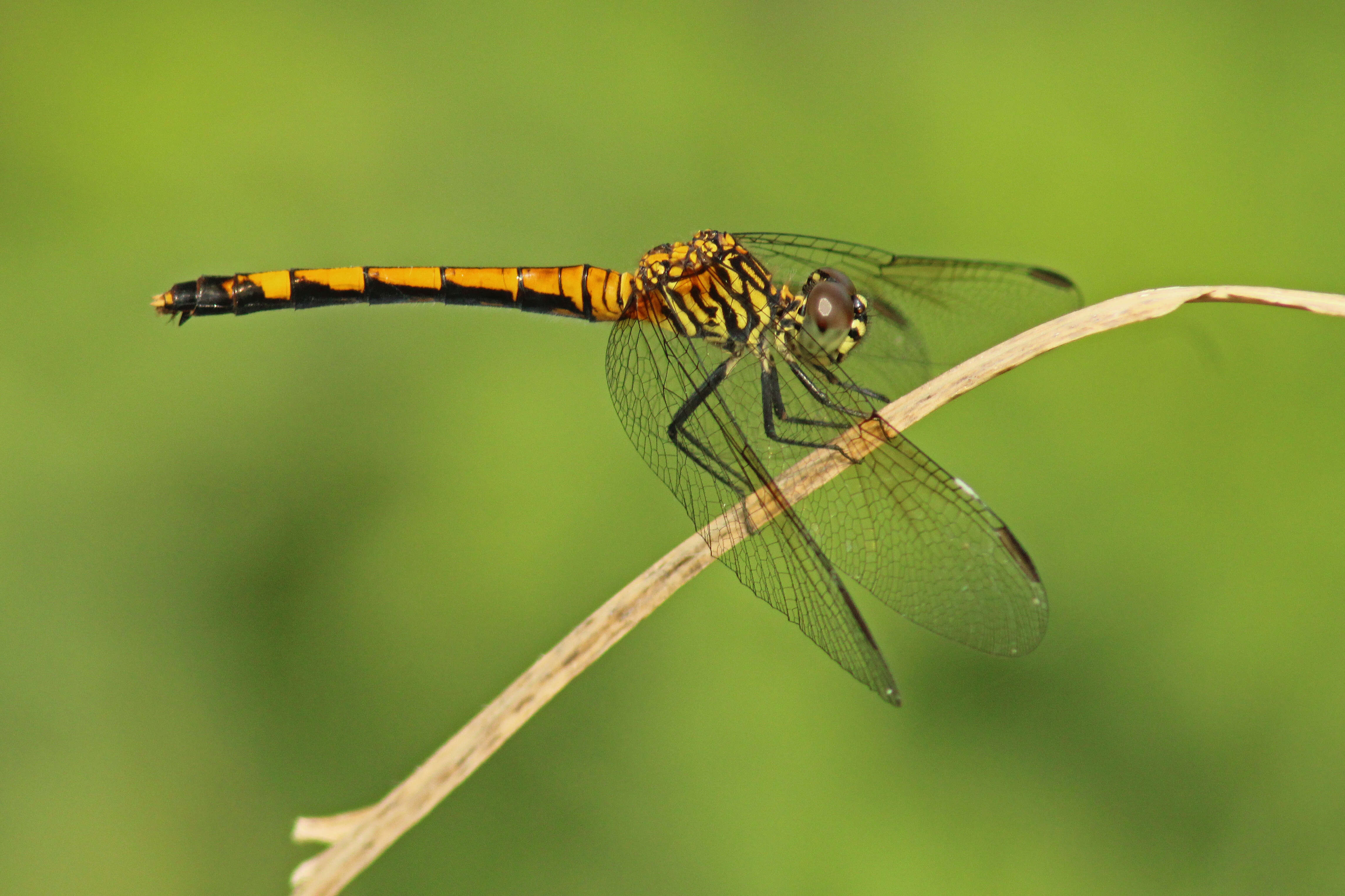 Image of Seaside Dragonlet