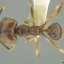 Image of <i>Pheidole sicaria</i>