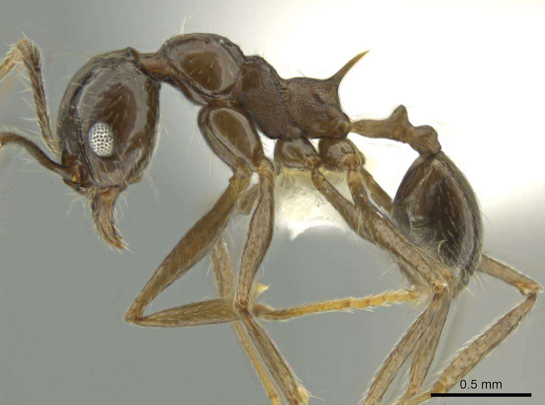 Image of <i>Pheidole sicaria</i>