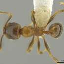 Pheidole chalca Wheeler 1914 resmi