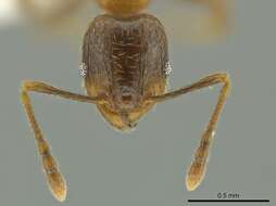 Image of Pheidole chalca Wheeler 1914