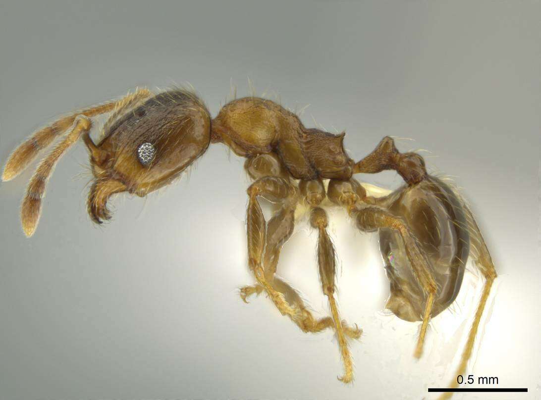 Image of Pheidole chalca Wheeler 1914