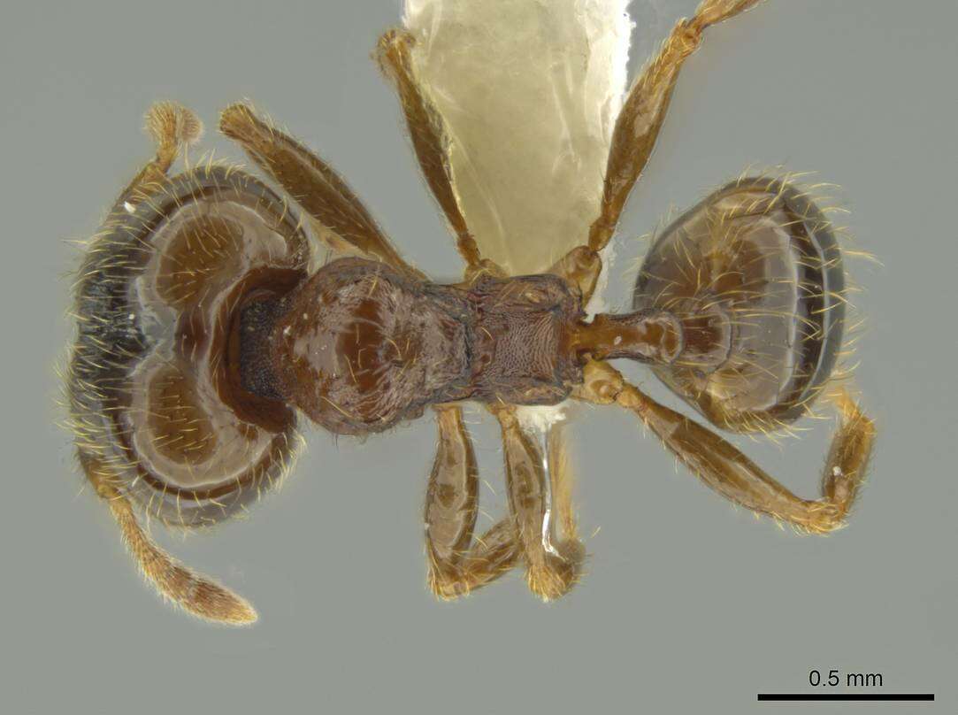 Pheidole chalca Wheeler 1914 resmi