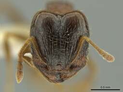 Pheidole chalca Wheeler 1914 resmi